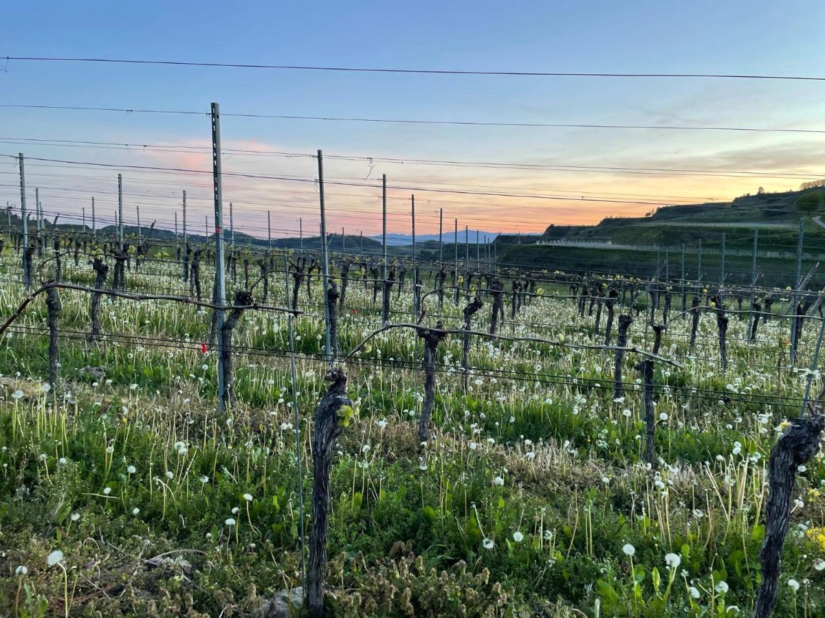 Weingut & Strausswirtschaft Vogel Appartement Vogtsburg Buitenkant foto