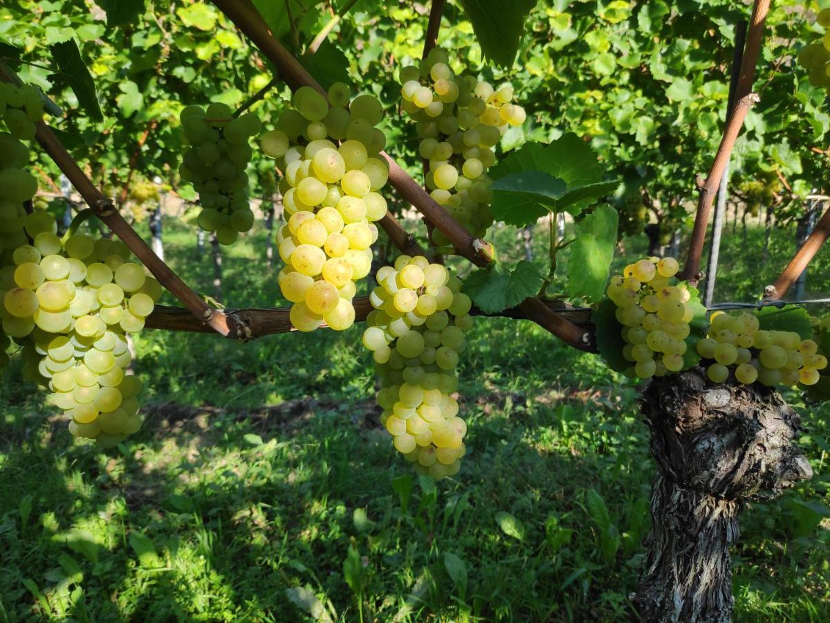 Weingut & Strausswirtschaft Vogel Appartement Vogtsburg Buitenkant foto