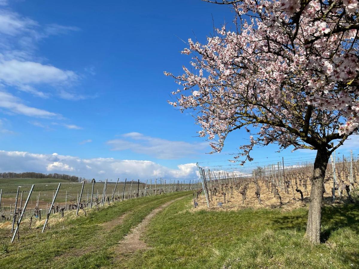 Weingut & Strausswirtschaft Vogel Appartement Vogtsburg Buitenkant foto